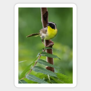 Common Yellowthroat Sticker